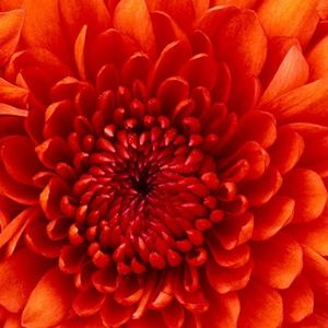 Meet your Posher, Cecilia